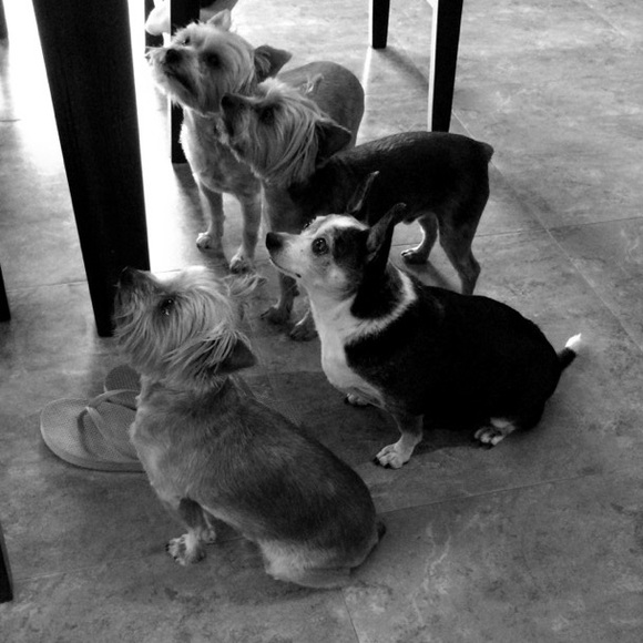 ๐ถ๐พLike to be notified when live.๐ถ๐พ (LIVE LISTING) - Picture 5 of 11